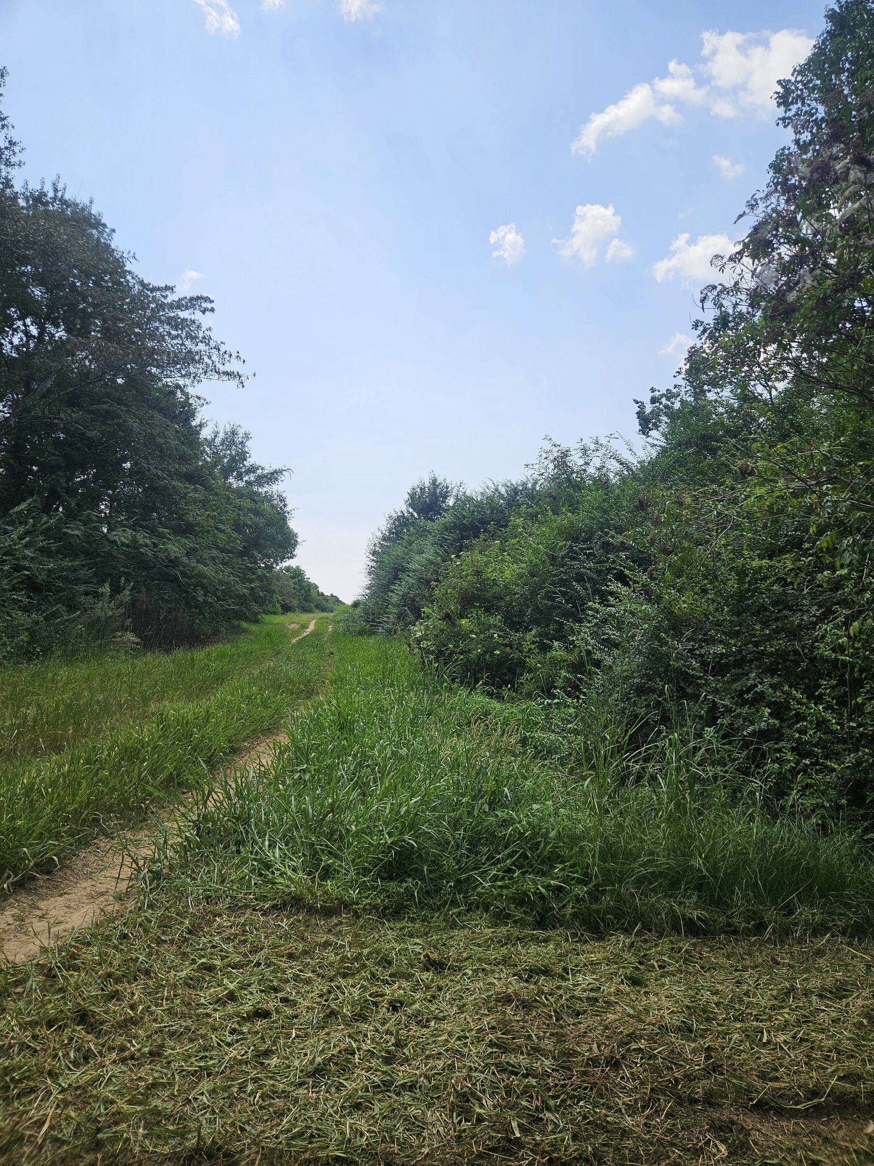 Sandy Creek Services land clearing job