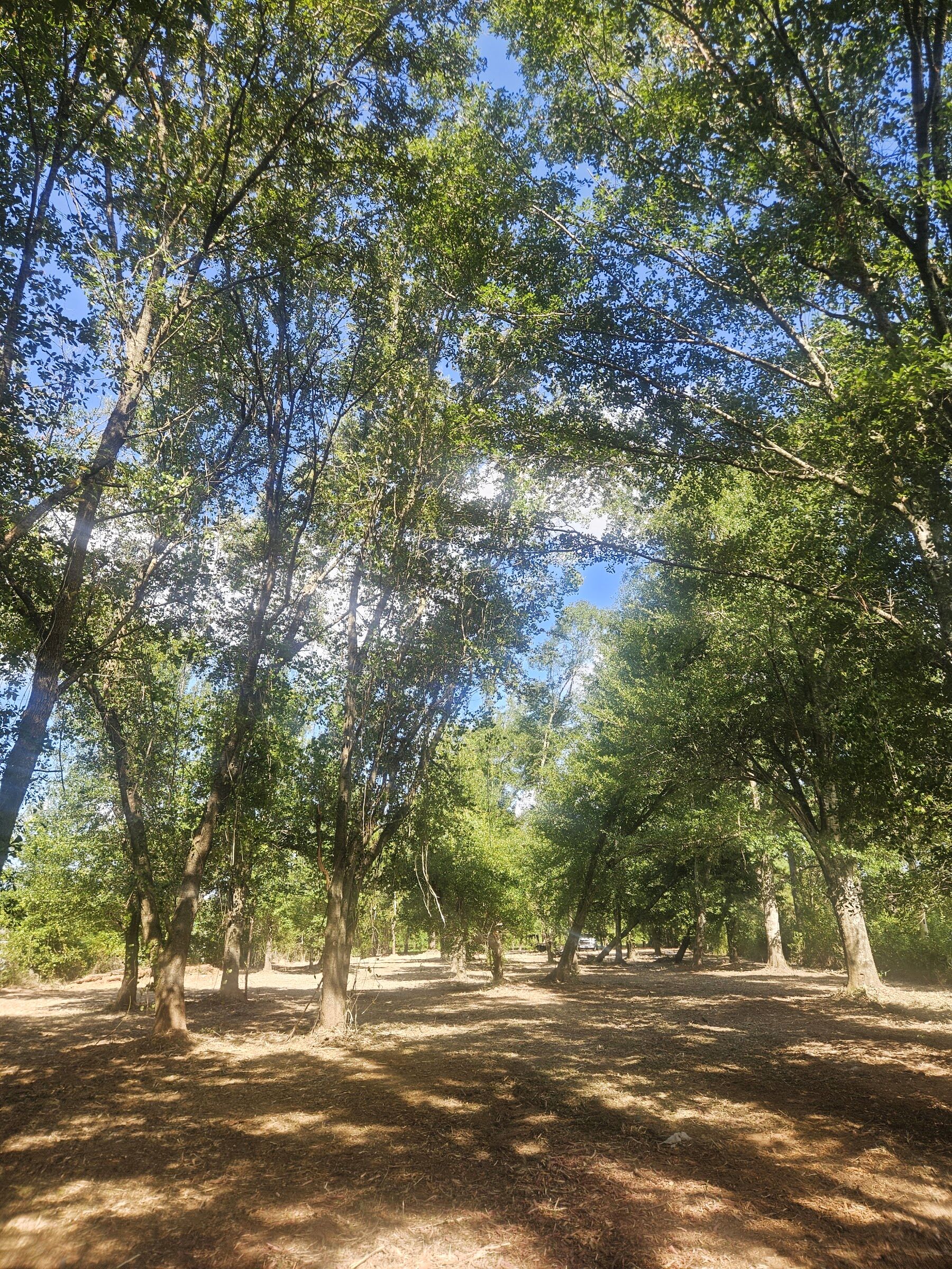 Sandy Creek Services land clearing job